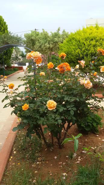 Villa Myrto Hersonissos  Ngoại thất bức ảnh